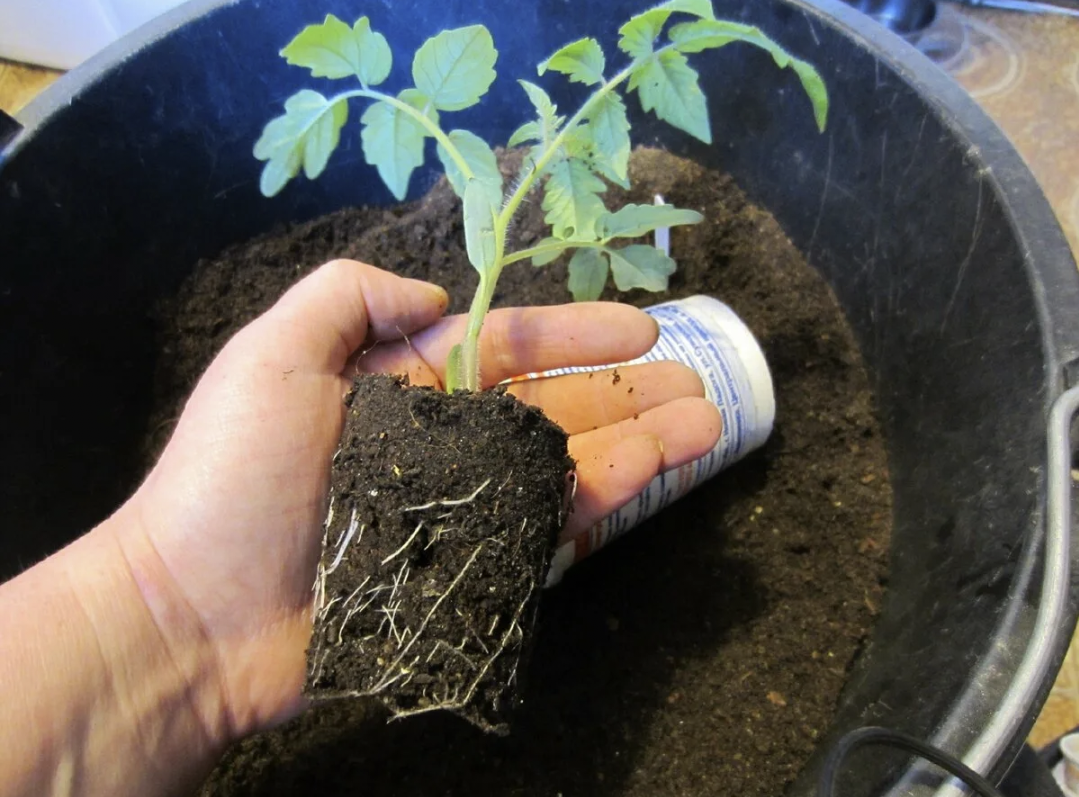 Фото Яндекс.Картинки