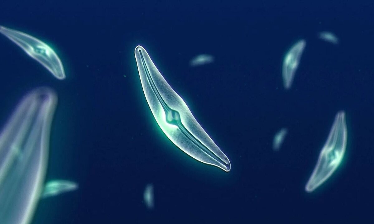 Диатомовые водоросли (фитопланктон). Предоставлено студией научной визуализации NASA.