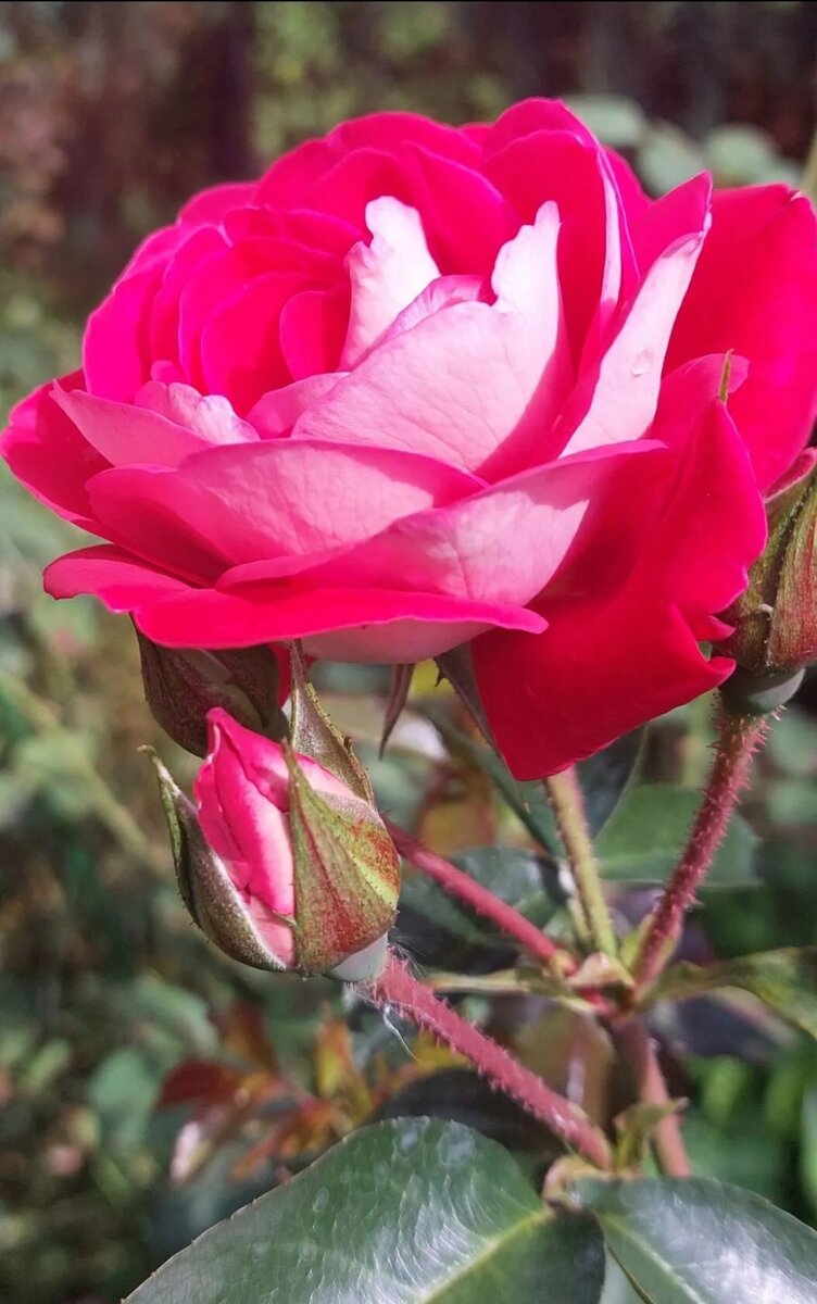 Розовый сад (35 фото): виды. Подготовка почвы и высадка кустов. Обрезка, подкормка и полив