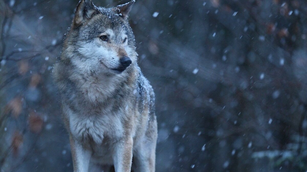     На эти цели региональная власть выделит средства животноводам. Объявлен отбор хозяйств для предоставления субсидии на возмещение части затрат на охрану домашних северных оленей от хищных зверей.