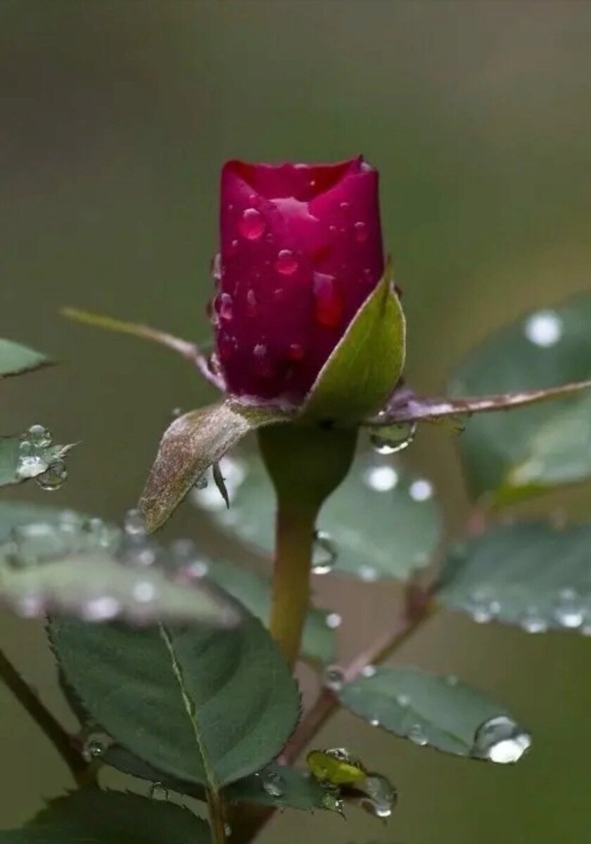 Капельки росы образуются, когда вечером почва охлаждается и водяные пары, содержащиеся в воздухе, конденсируются. 