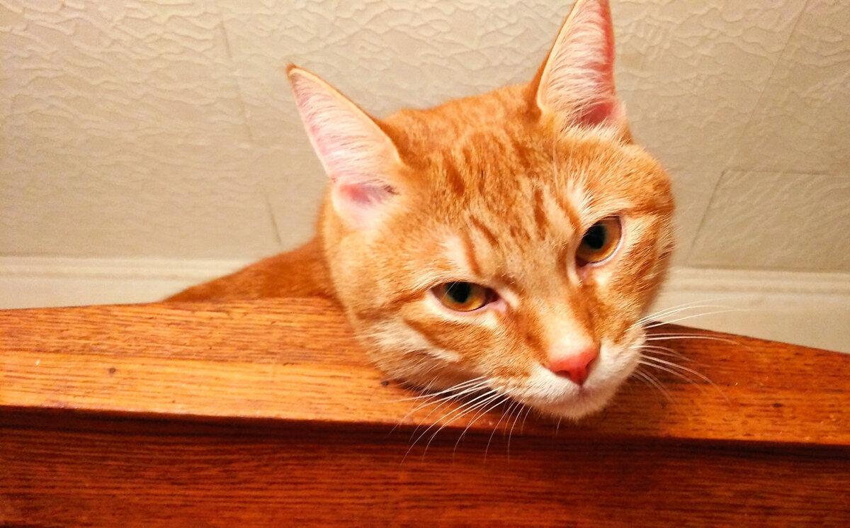 Личное   фото.