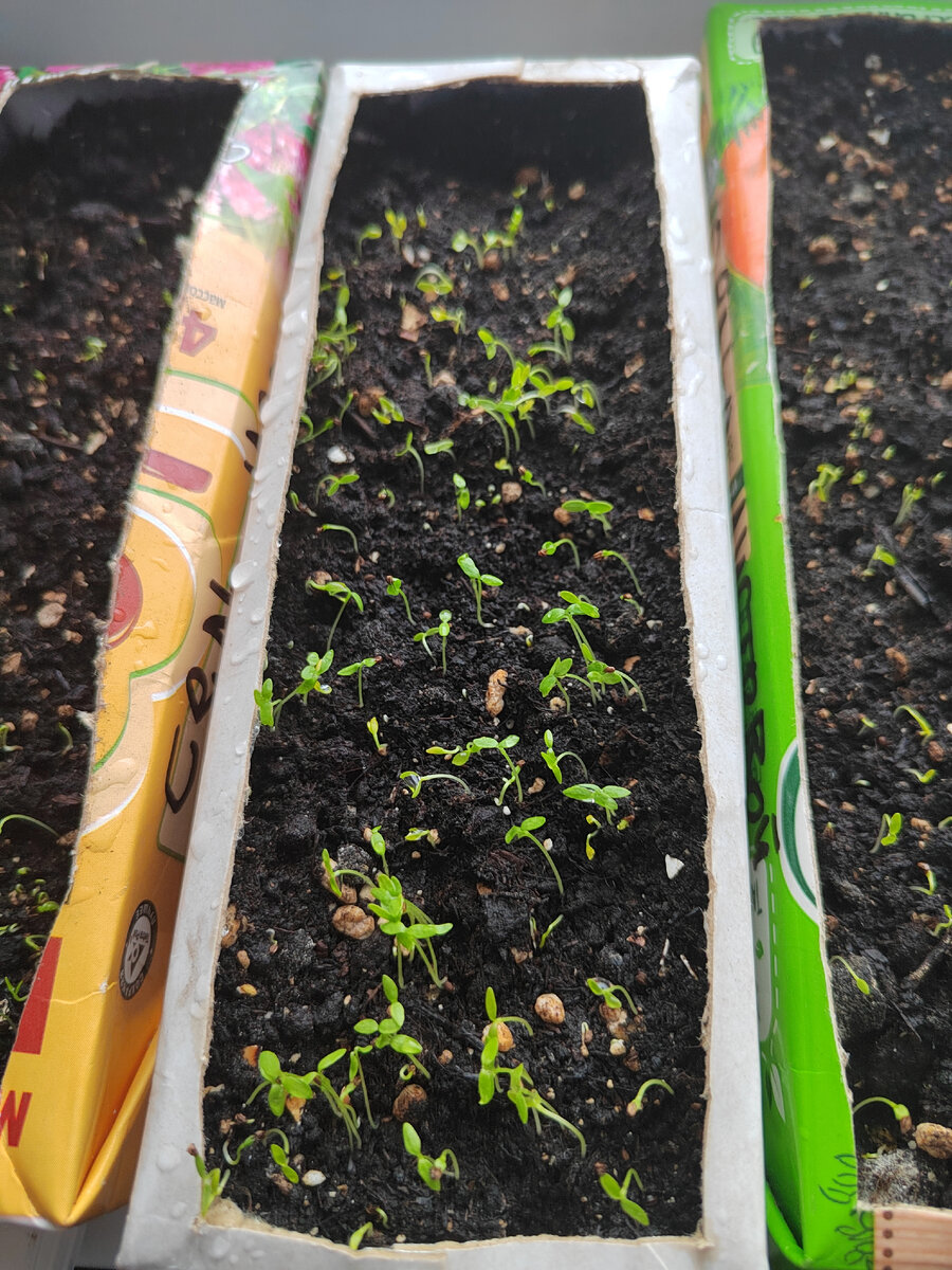 Первая зелень