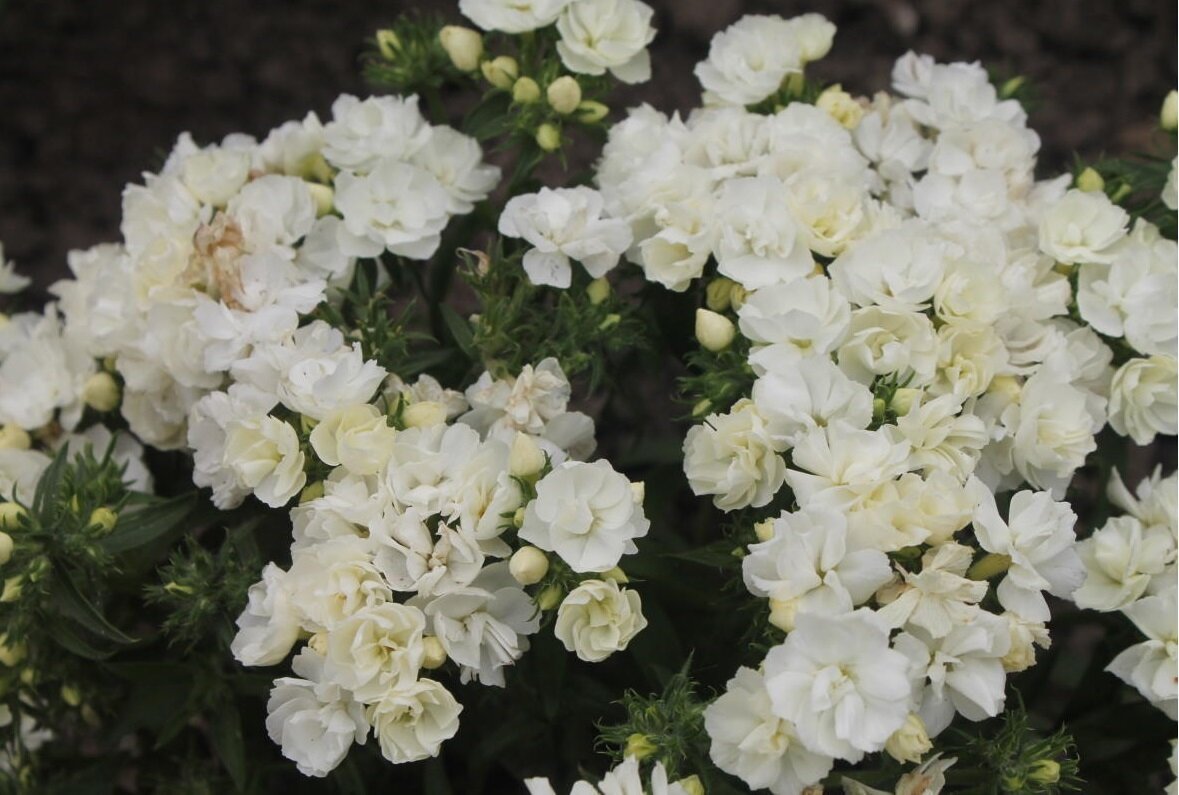    Флокс 'Promise White'. Фото Фото Елены Столповской