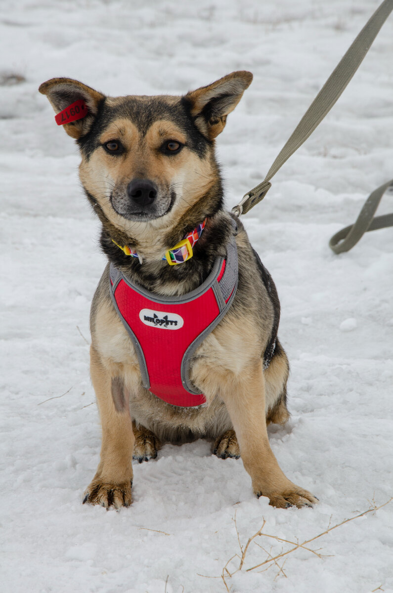 На этой съемке одри примерила амуницию, которую мы купили на пожертвование от нашего друга из Подмосковья Ирины😊
