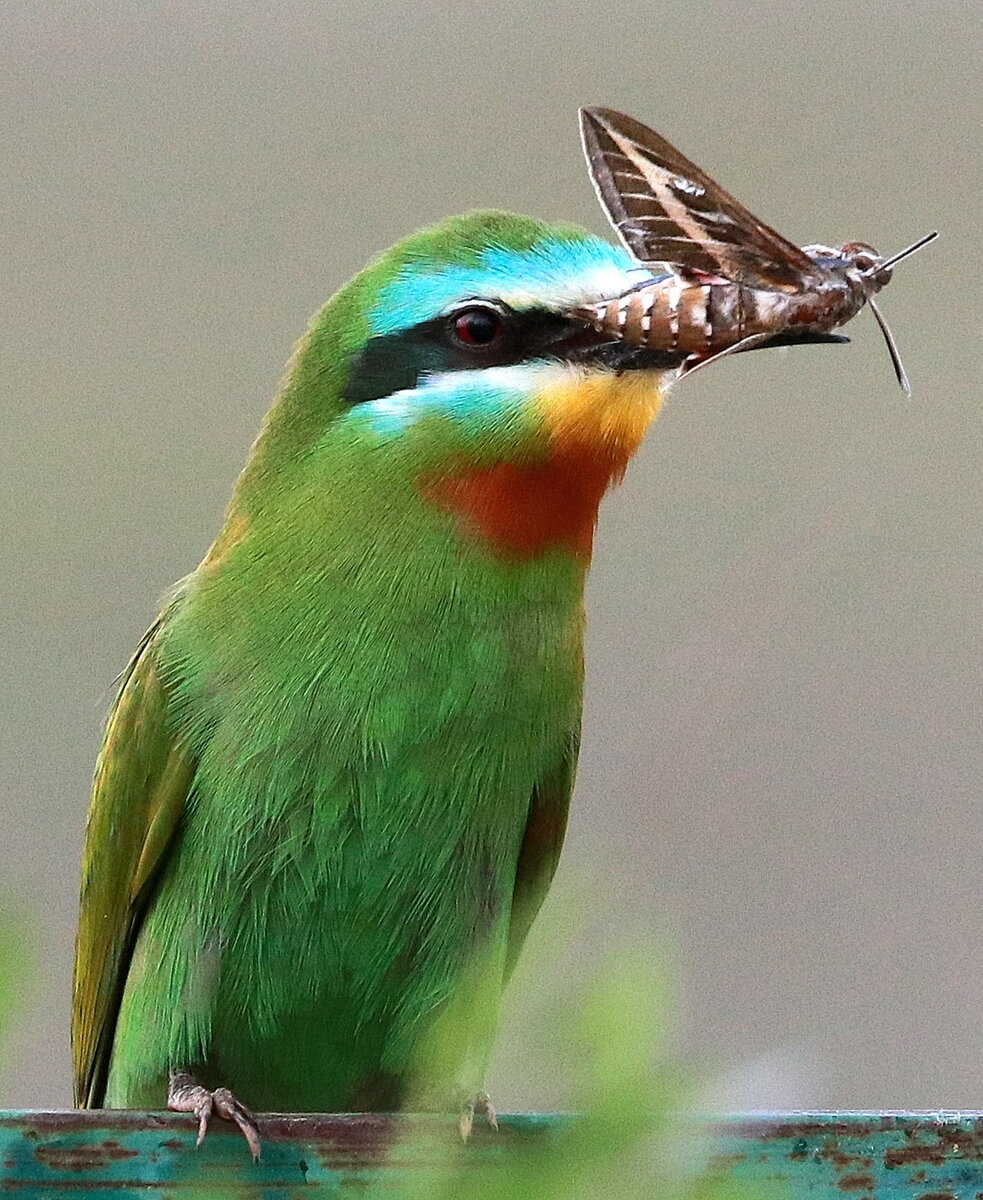 Константин Ширяев: Щурка золотистая (Merops apiaster)