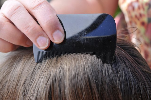    Что такое гнида и почему это звучит обидно?