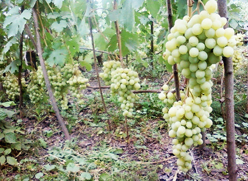 Талисман, фото с сайта vinograd-sort.ru