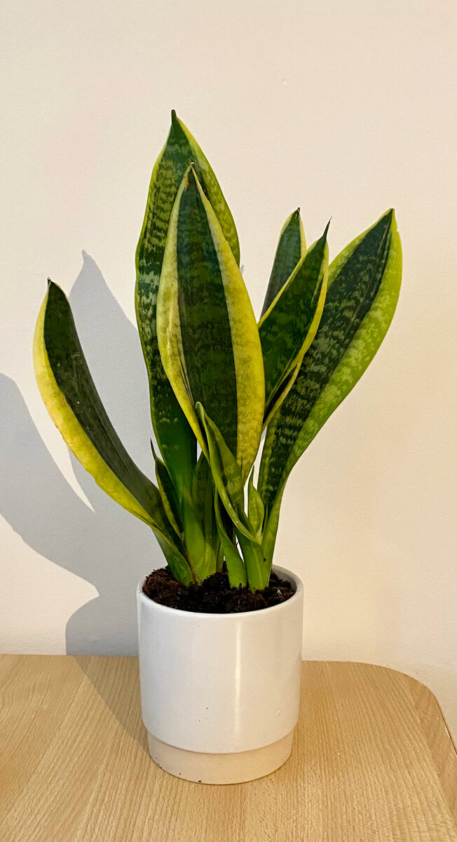 А вы видите эту тень в форме зайчика? 