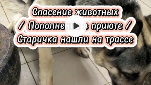 Хвостатое счастье дзен буся и баня. Хвостатое счастье приют дзен январь 2024