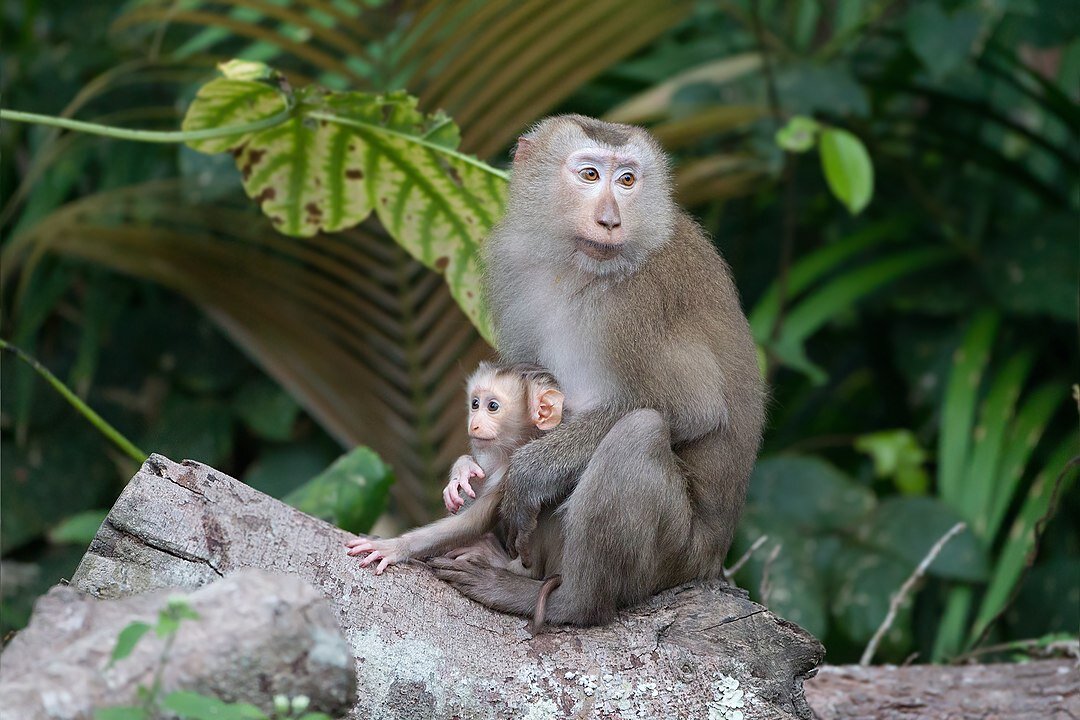 Северный свинохвостый макак Macaca leonina