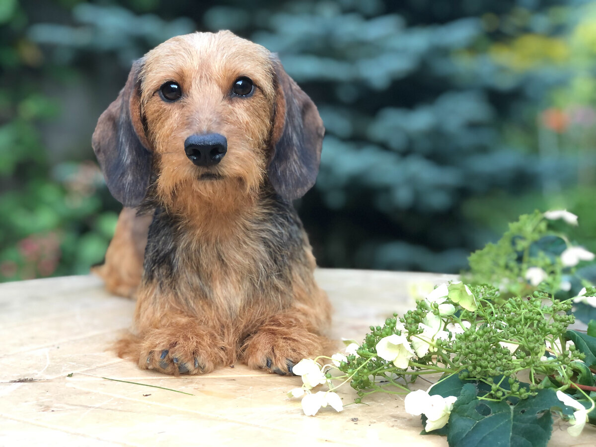 жесткошёрстная такса