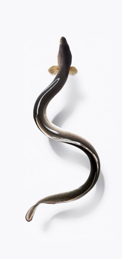     Фото: Yusuke Nishibe