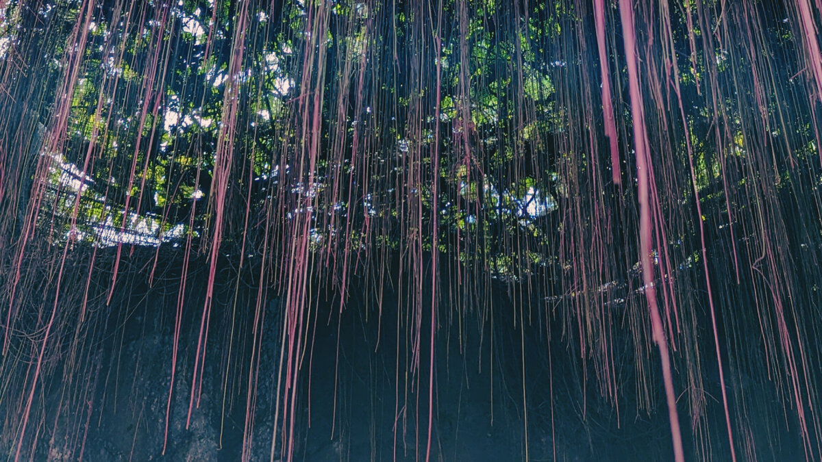 Розовые лианы у вольера с обезьянами