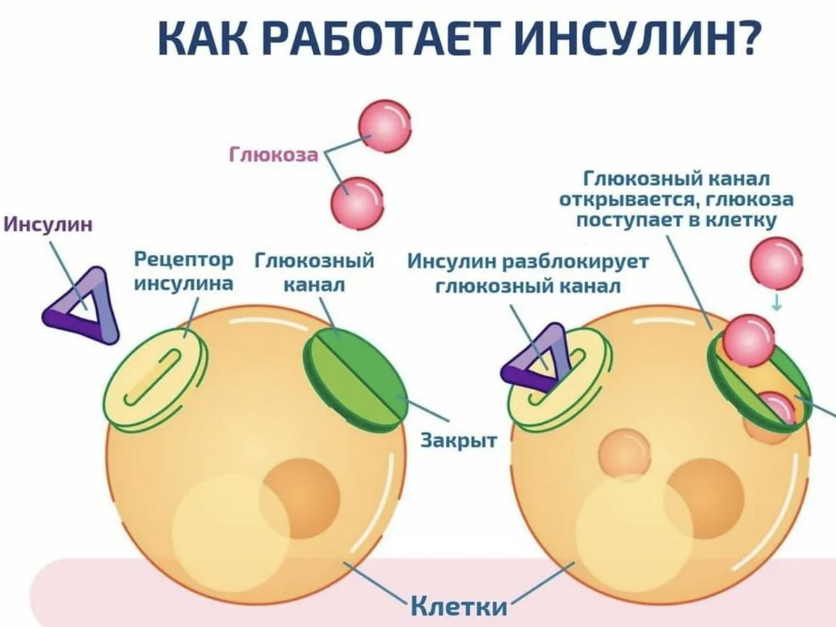 Почему в инвертированном сахарном сиропе не происходит кристаллизация сахара? Ответ на тест