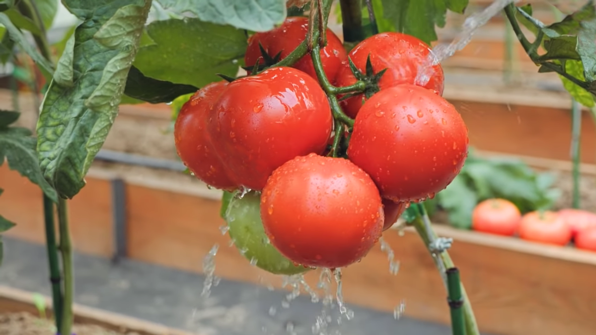 Гибридные томаты помидоры