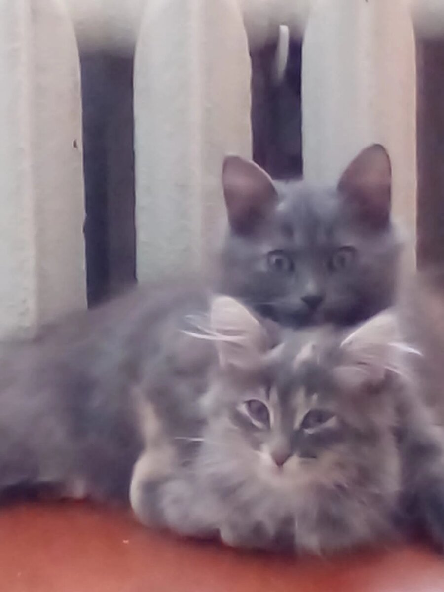 Это уже подросшие малыши, которых Альфия спасла еще малышками. Одну уже пристроили, она поправилась. Очередь за этими.