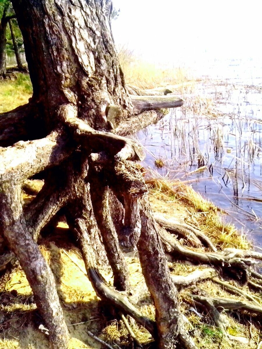 НАКОНЕЦ-ТО ...СОЛНЦЕ! Радуется мой ЛЕСНОЙ страж.