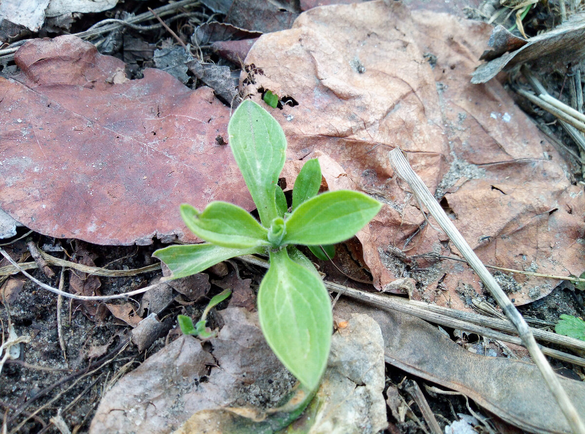 Фото с архива автора. Просто фото) Земля просыпается. Сфотографировала росточек, когда гуляла с собакой.