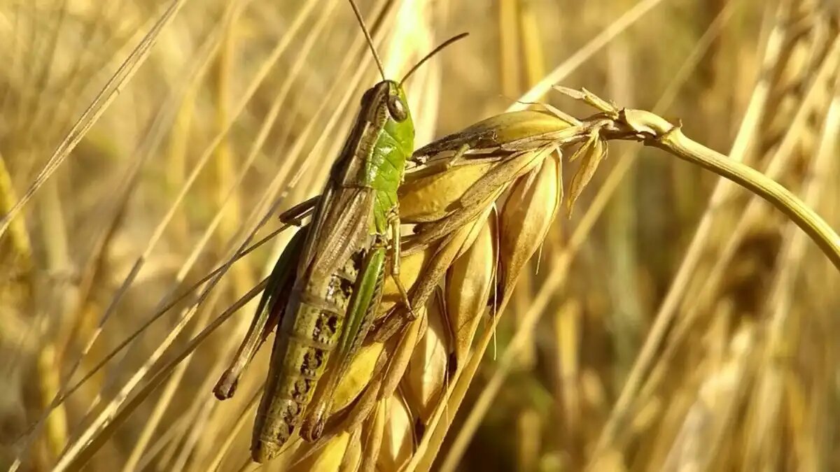 В исследованиях было выявлено, что содержание белка в панцире саранчи колеблется от 13 до 77% от сухого веса, и добавление хитина в муку повышает качество продукта.   Саранчовая мука содержит больше белка, витамина В12 и железа, а также алифатических и ароматических аминокислот, таких как лизин и триптофан. Кроме того, покровы саранчи и панцири ракообразных могут быть использованы для создания функциональных продуктов, рекомендуемых при определенных заболеваниях.