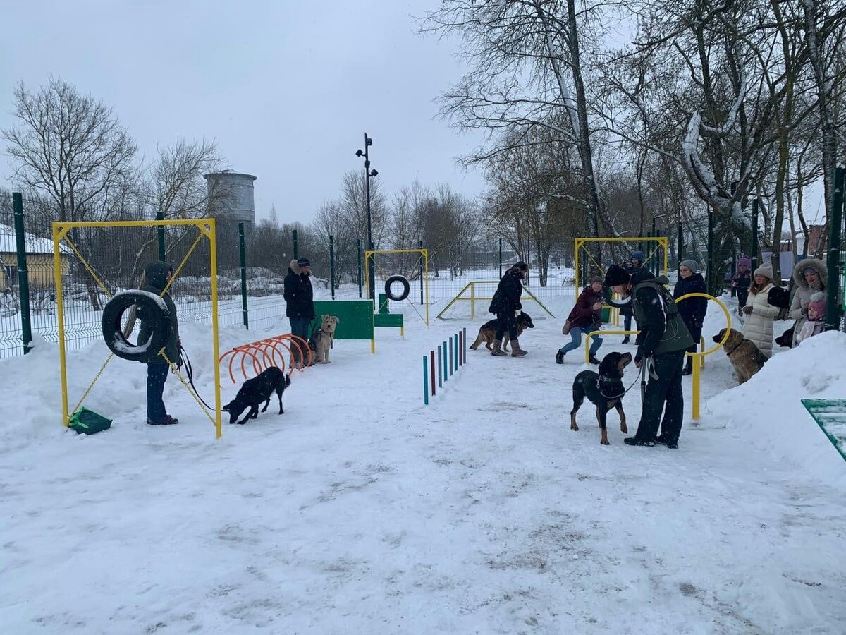 Выгул по уму. Тестируем новую собачью площадку в Ясенево и узнаем мнение собаководов