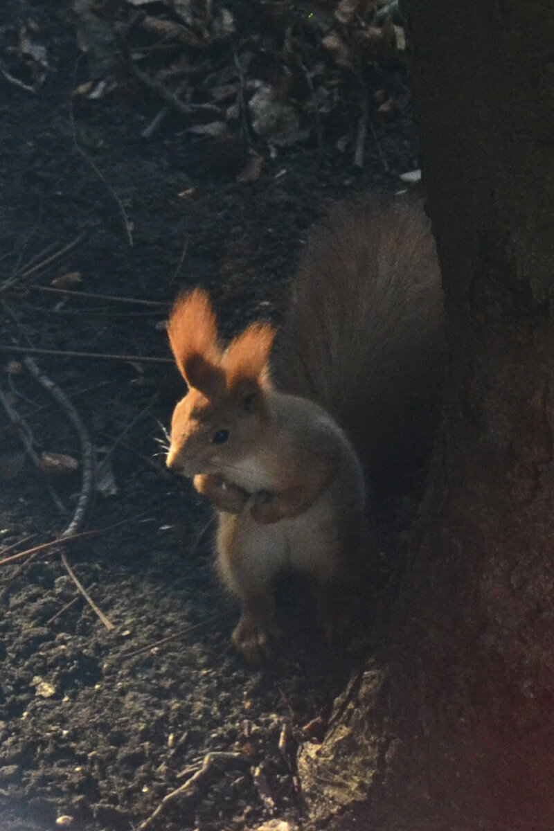 Приключения белки. Фото Svetlanka_Don