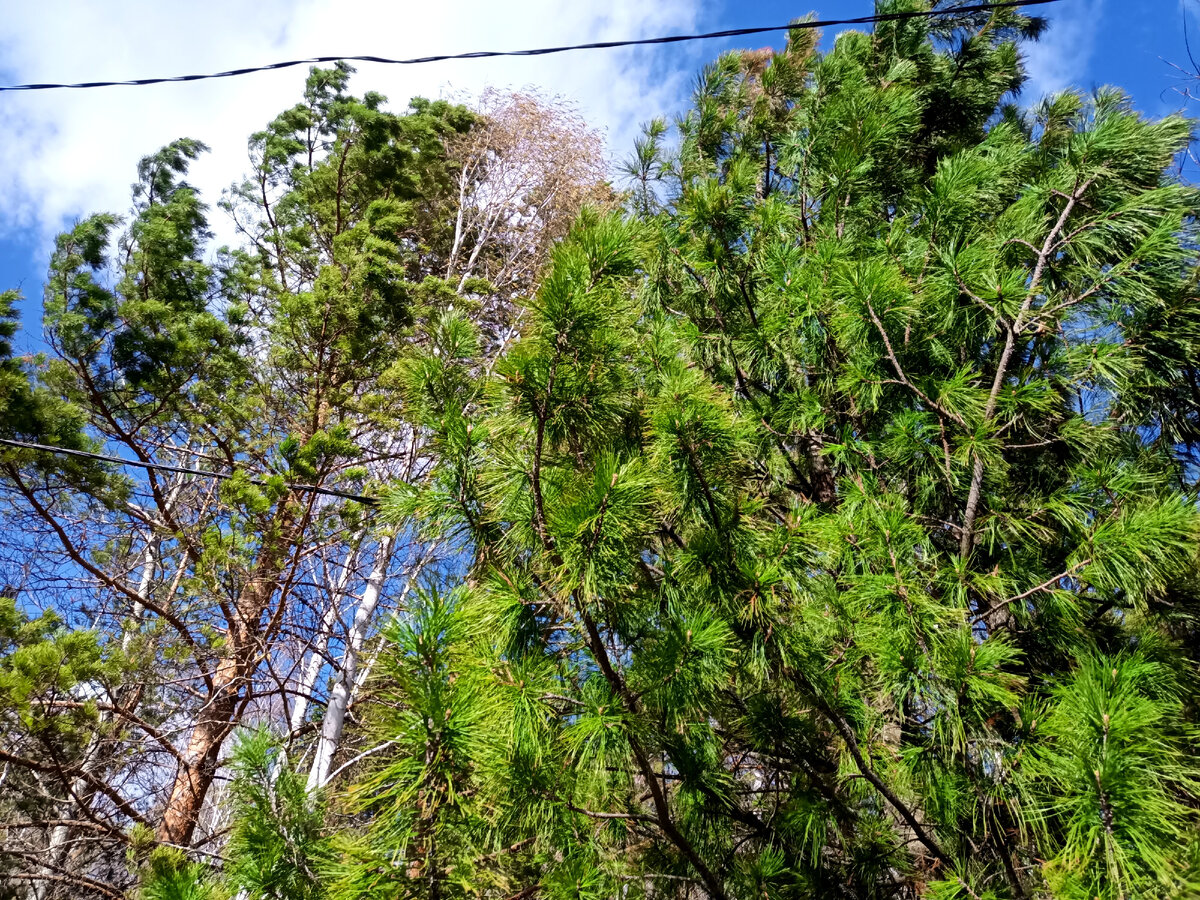 Вот он красавец, справа на фото