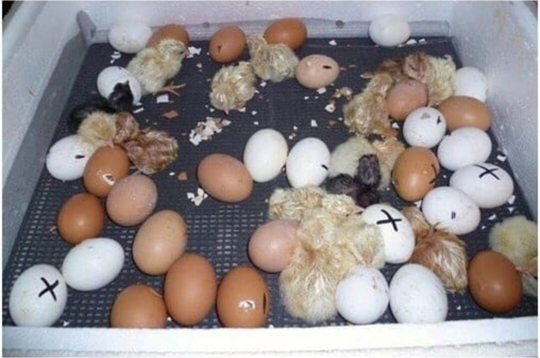 Яйца убегают