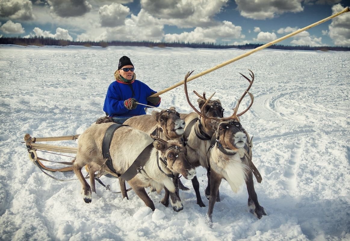 Ненцы оленеводы кочевье