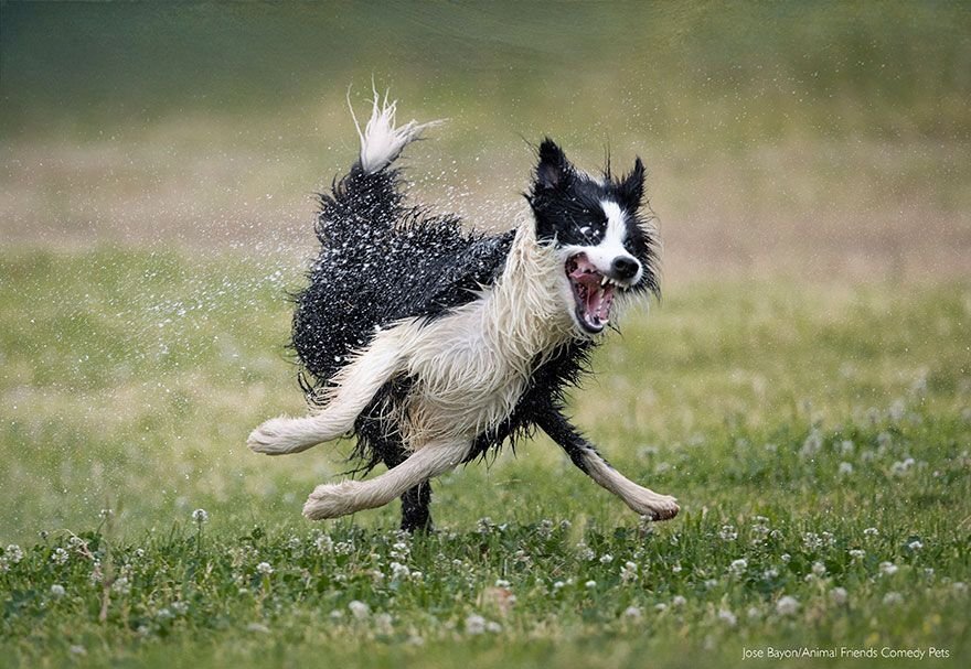      comedypetphoto