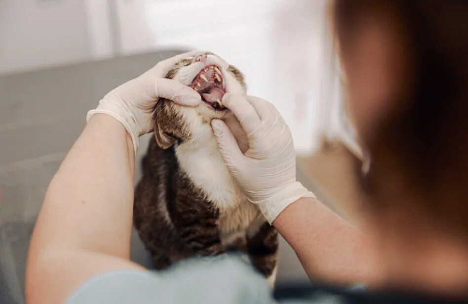 Так ветеринар открывает кошке рот. Изображение: Pixabay.