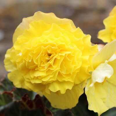 Бегония Нон-стоп йеллоу - многолетний сорт, выращивается, как комнатное и садовое растение. Куст пышный, высотой до 30 см. Период цветения обильный и продолжительный с июля по октябрь. Цветок махровый, крупного размера, желтого цвета, с волнистым краем. 