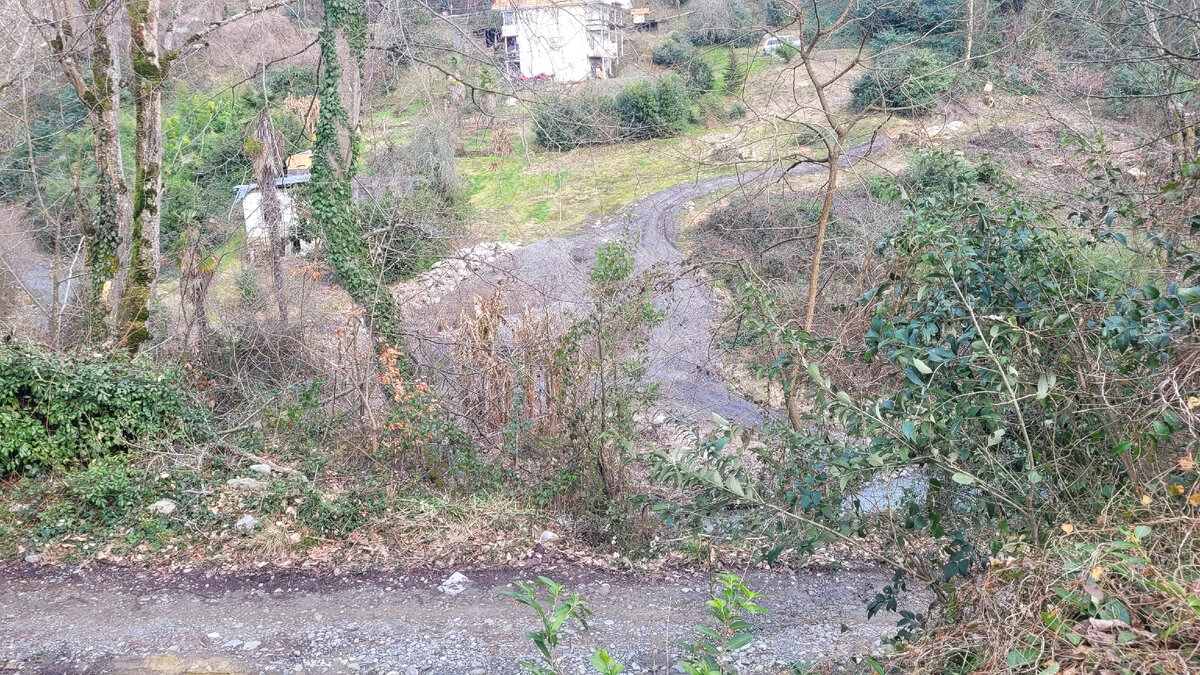 Банановые пальмы замерзли этой зимой
