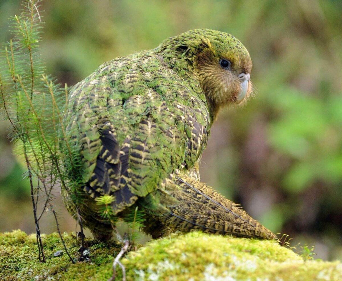 Попугай Какапо и его грустная история. Фото: Яндекс картинки