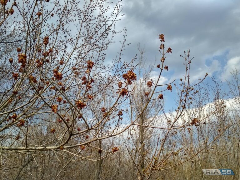    К пятнице в Оренбуржье вернутся осадки с перепадами ночных и дневных температур Андрей Севостьянов