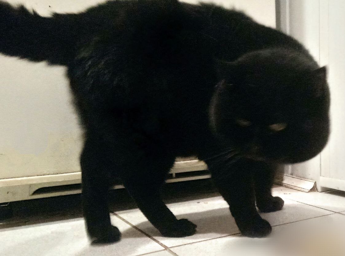 Если у вас дома есть кот, запах появится в любом случае