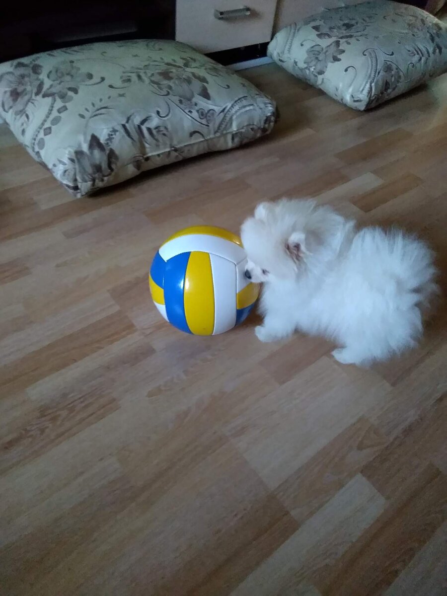 Размером был с Футбольный мяч.