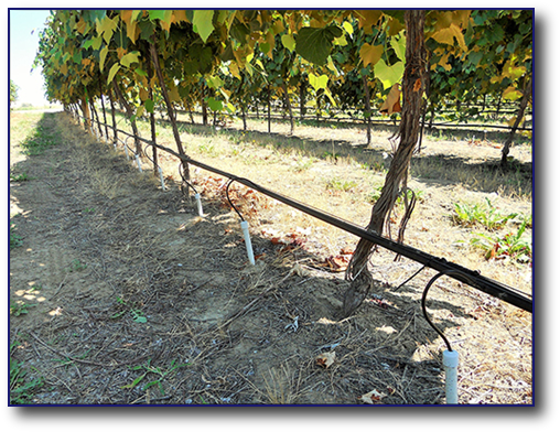 Виноградник в США с "подповерхностным" микроорошением.
