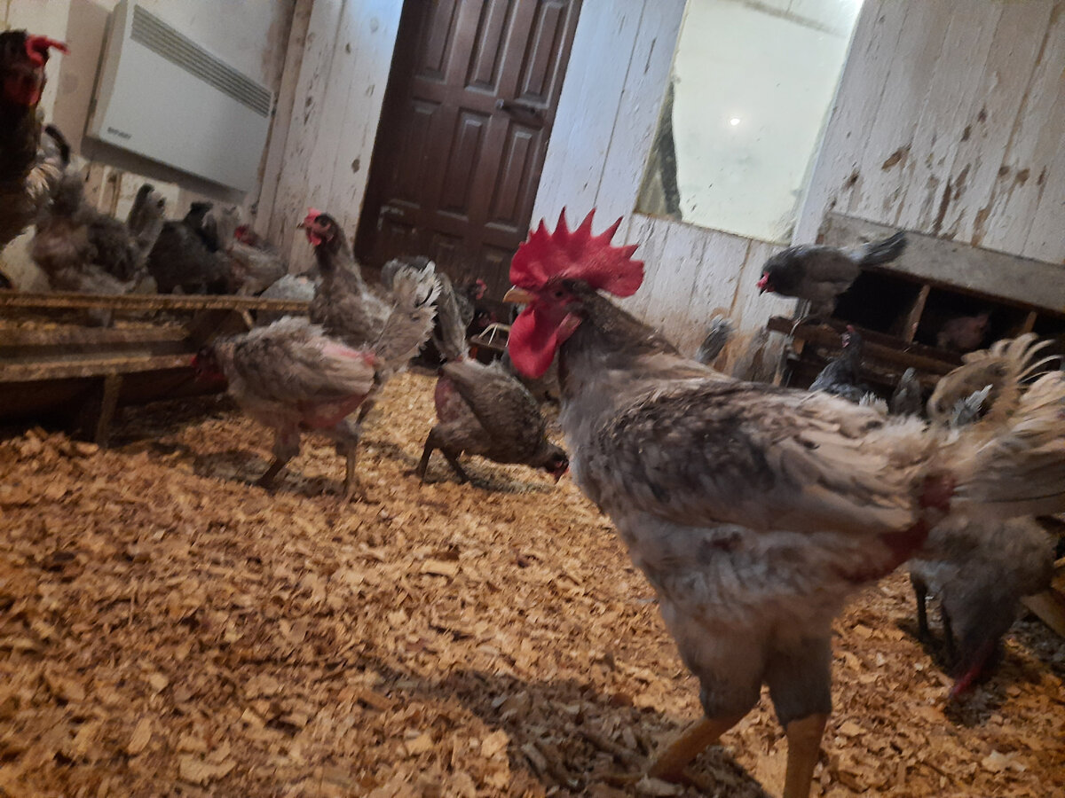 фото автора. Мой петюня.