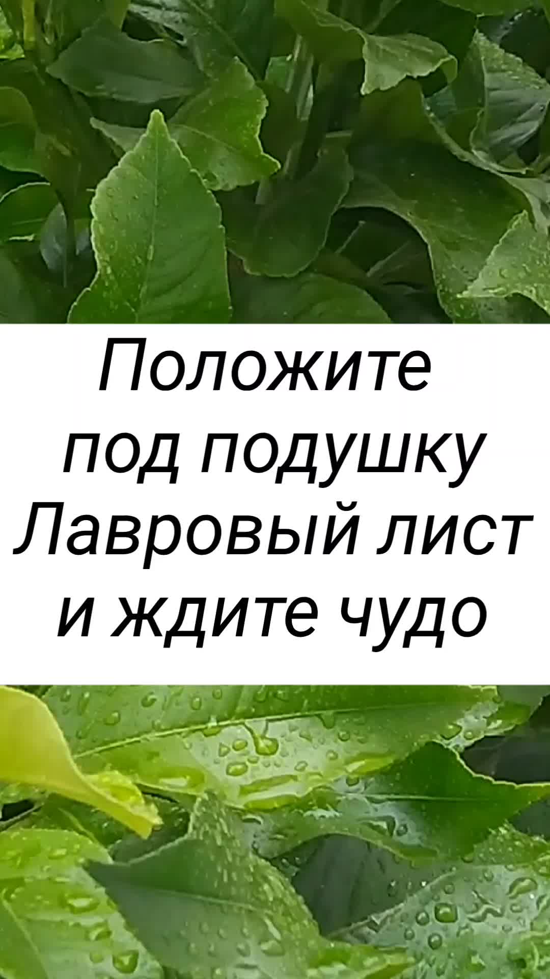 Для чего кладут лавровый лист под подушку