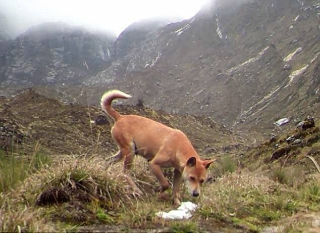 Источник Wikipedia