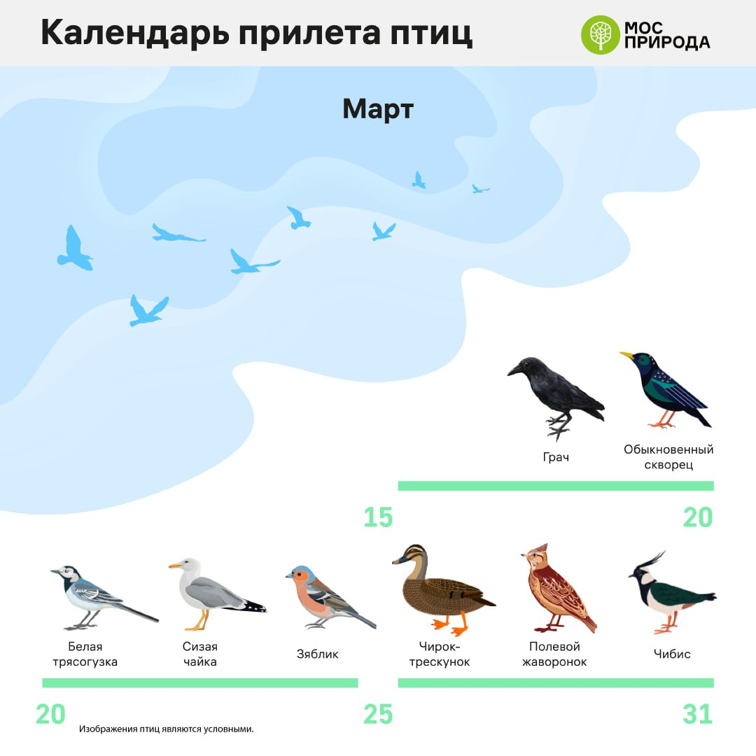 Какие перелетные птицы возвратились из теплых краев. Перелетные птицы. птицы прилетели. прилетают перелетные птицы. птицы которые перелетают.
