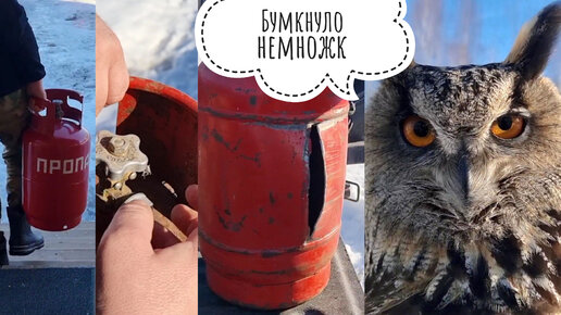 Сова на машине