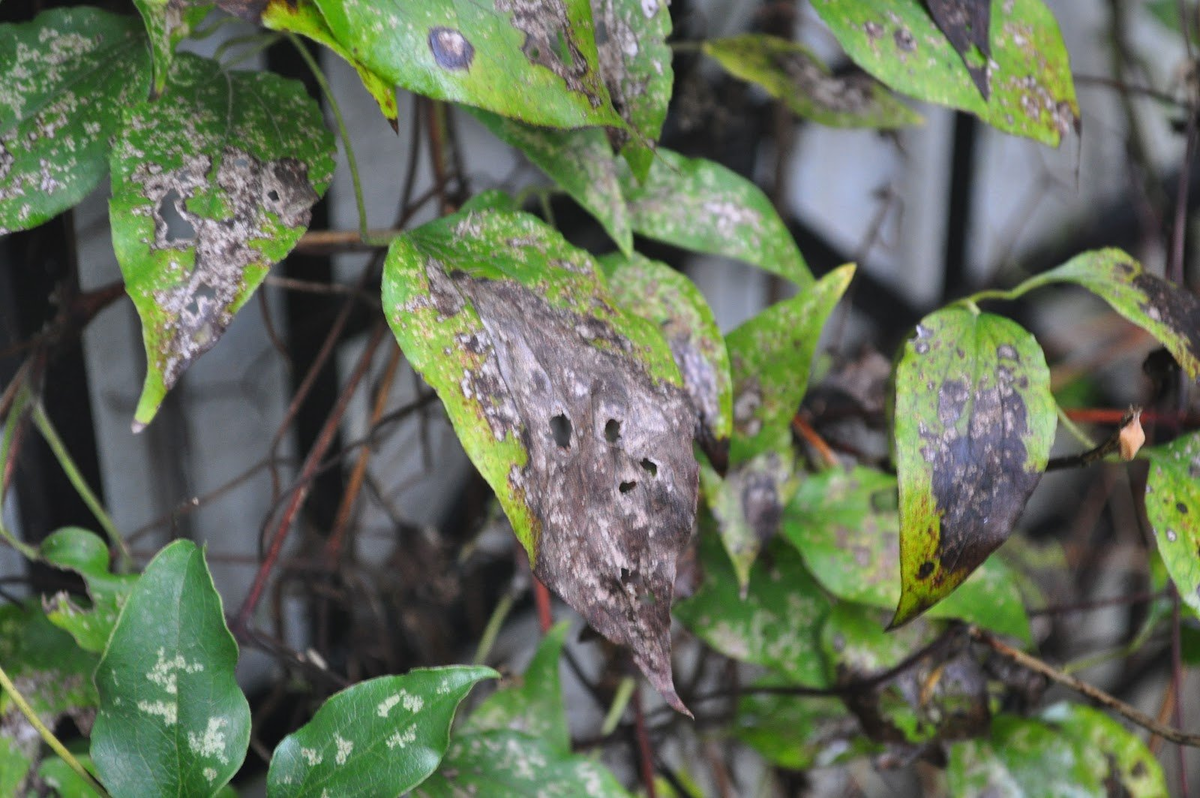кислотные осадки. влияние кислотных дождей на леса. кислотный дождь после. кислотный дождь после. кислотный дождь после.