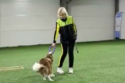    Мастер-класс для хозяев собак в Строгино ©