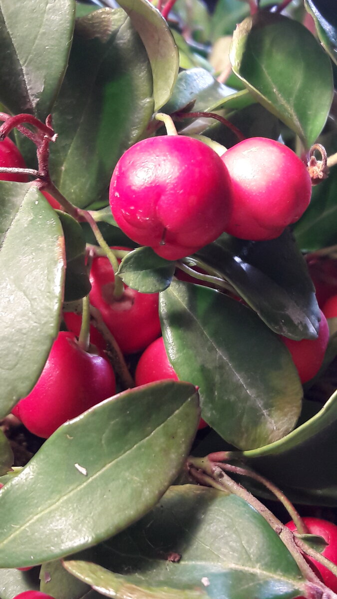 Плоды Гаультерии лежащей, 10 декабря 2022года. Фото автора.