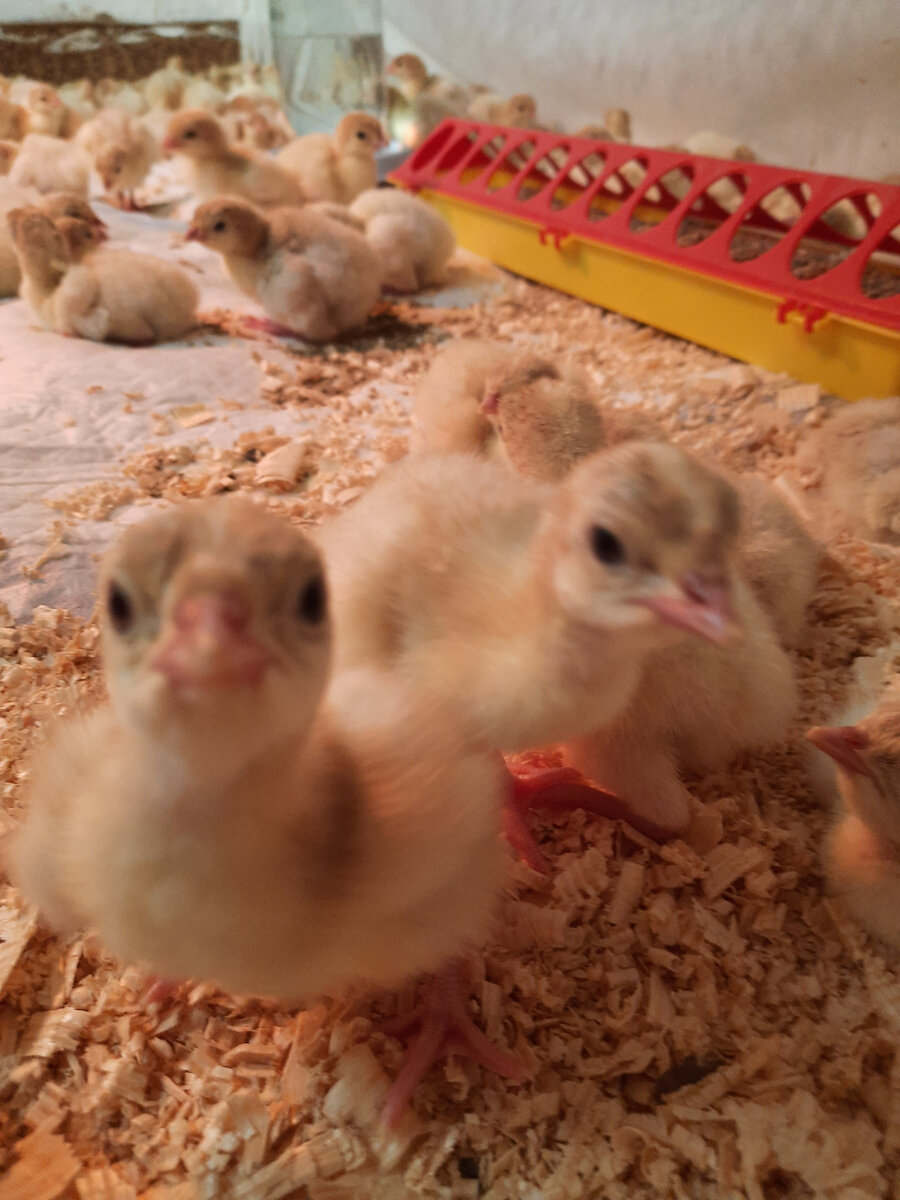 фото автора. Приветик.