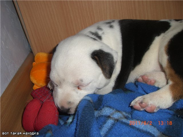 Это самая первая спасёнка