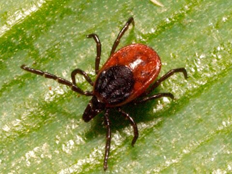 Европейский клещ