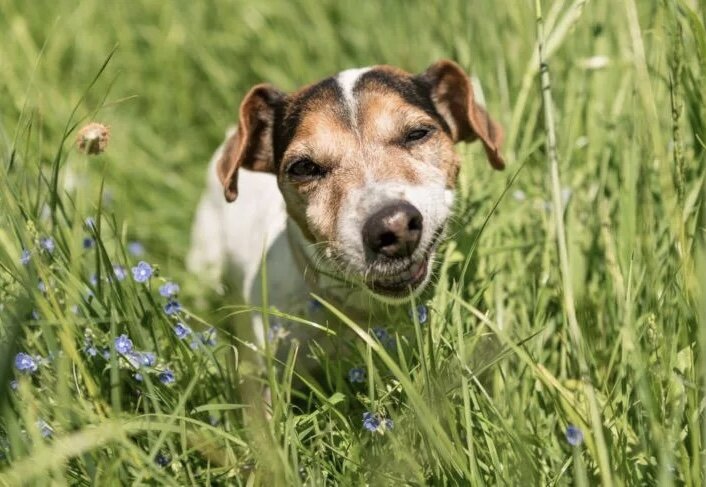 Многие собаки едят траву. Иногда они едят и проглатывают её или жуют и их потом тошнит. Никто точно не знает, почему они это делают, но есть несколько теорий.